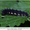 vanessa atalanta larva5 1